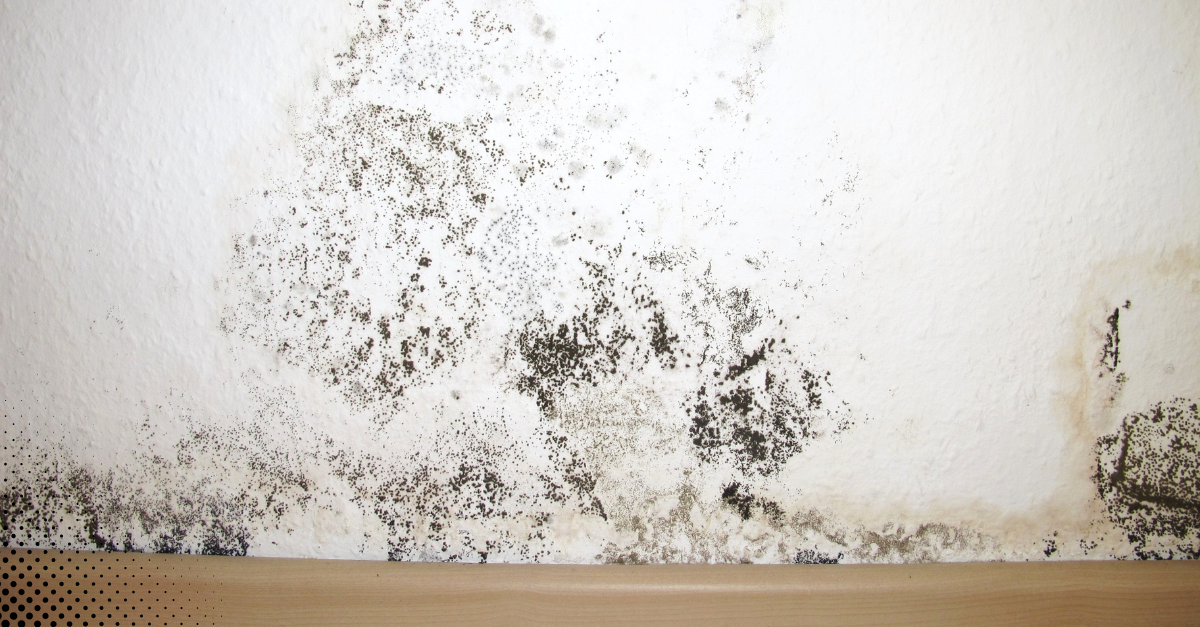 Black mold growth on a white wall near the baseboard due to moisture damage.