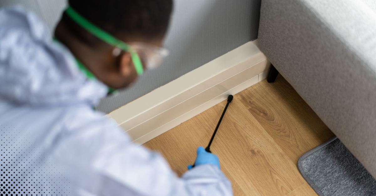 Professional pest control technician applying treatment along baseboards indoors