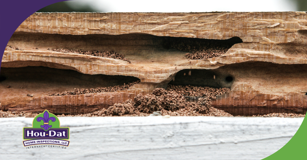 Severe termite damage inside wood structure with visible tunnels and pellet debris.