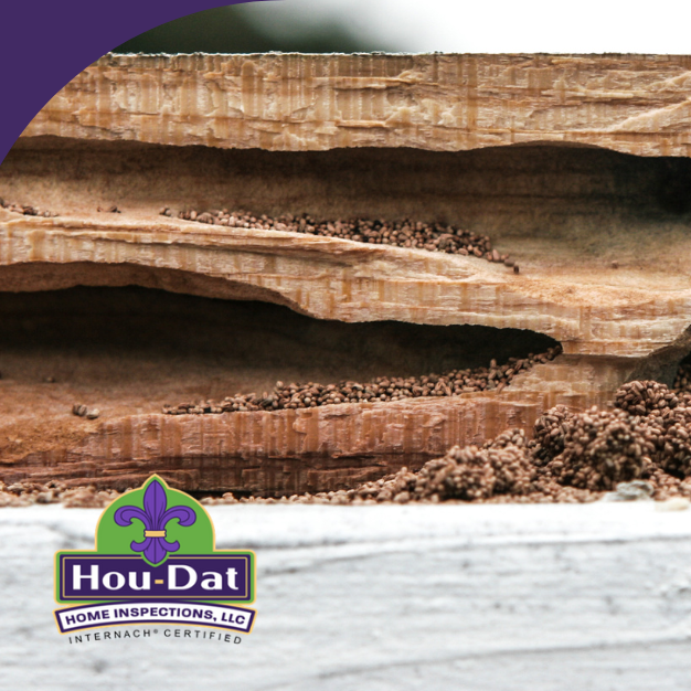 Severe termite damage inside wood structure with visible tunnels and pellet debris.